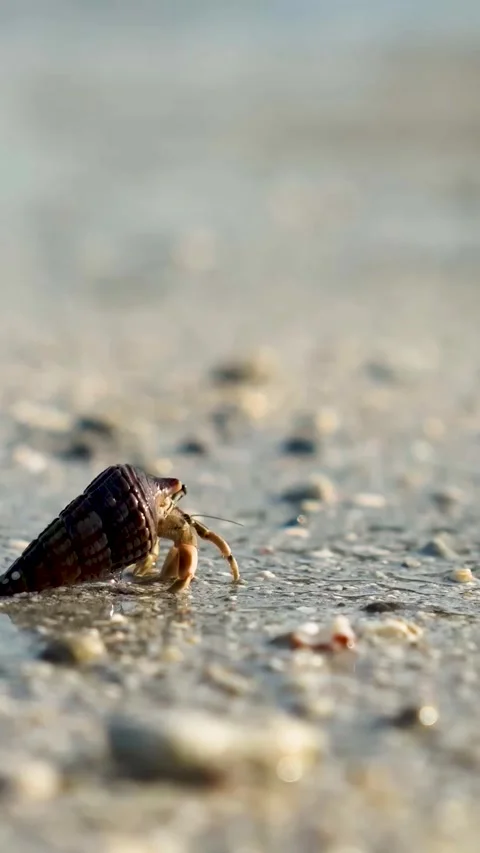 Hermit Crabs and Waves Washing onto the Sand (Vertical). Stock Footage 323496058