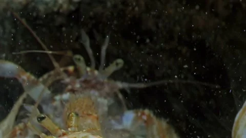 Hermit Crabs Battling for Shell Domination Stock Footage 282434431