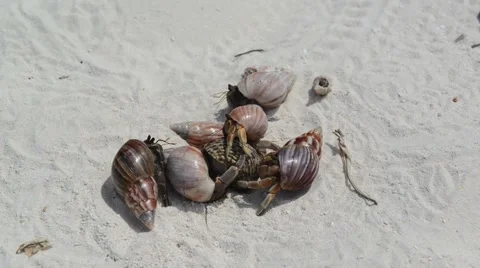 Hermit Crabs on a beach 스톡 동영상 47191116