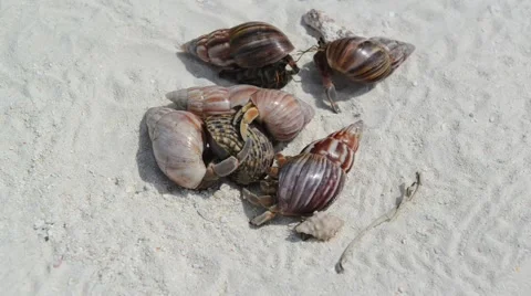 Hermit Crabs on a beach Video stock 49719921