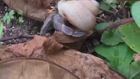 Hermit Crabs in beach Stockbeeldmateriaal 204849935