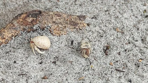 Hermit crabs on the beach Stock Footage 304575503