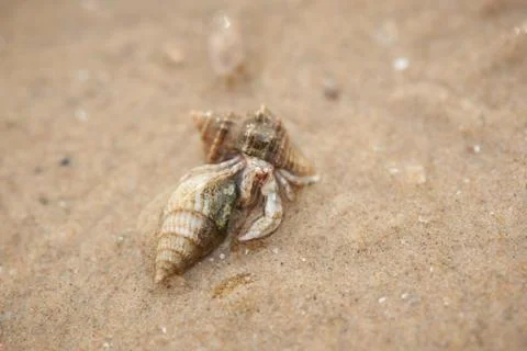 Hermit crabs on the beach Stock Photos