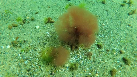 Hermit crabs at the bottom of the Black Sea Stock Footage 307021178