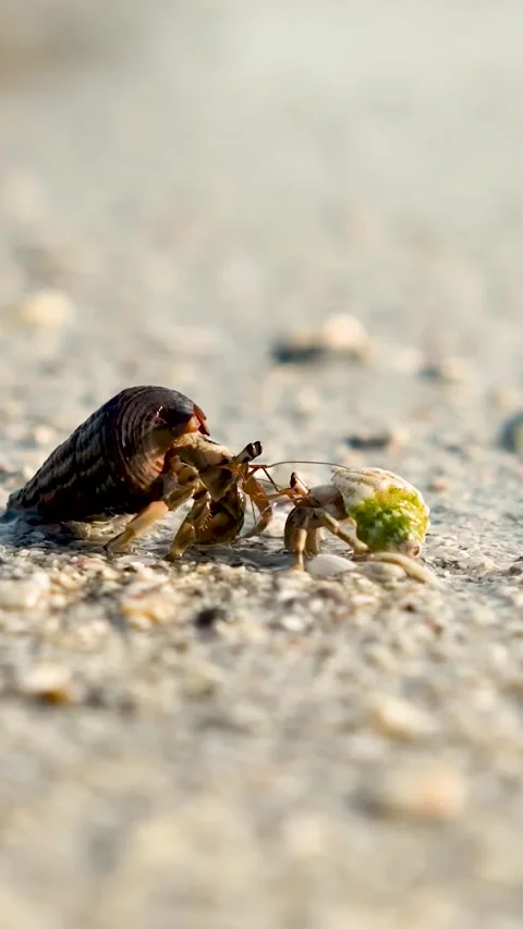Hermit Crabs Carrying Shells and Scuttling Near Ocean Waves (Vertical Video). Stock Footage 323496074