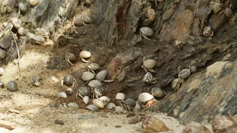 Hermit Crabs Climbing on Rocks. Stock Footage 254545109