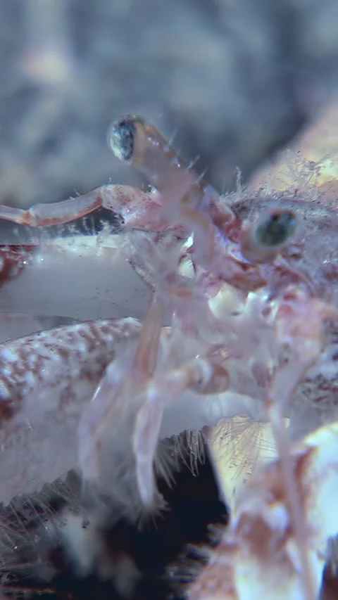 Hermit Crab's Close-Up Exploration in a Shallow Tide Pool Stock Footage 338358545