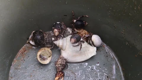 Hermit crabs collected in plastic containers Video stock 280955820