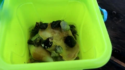 Hermit crabs collected in plastic containers Stock Footage 280955847