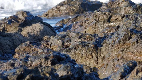 Hermit Crabs Crawl on Rocks Towards Ocean Video stock 117154181