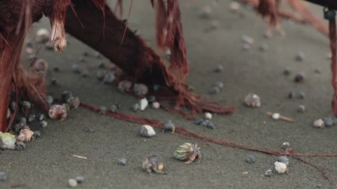 Hermit crabs crawling on dark volcanic sand beach near weathered driftwood. Stock Footage 338361802