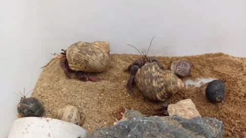 Hermit Crabs Crawling on Sandy Substrate with Shells and Rocks Stock Footage 337760733