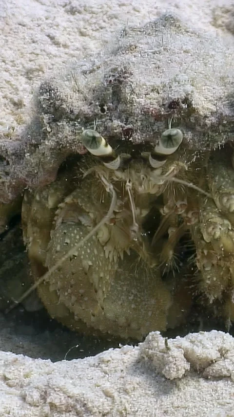Hermit Crab's Curious Gaze on a Red Sea Reef, midday Stock Footage 314133210