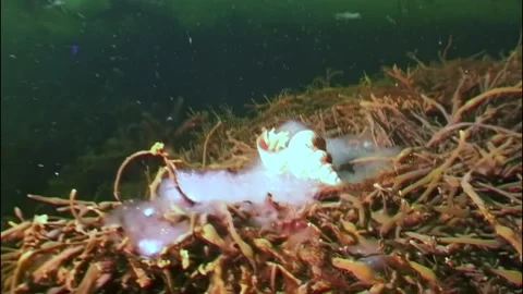 Hermit crab's delicate dance beneath the ice of the Arctic Ocean 스톡 동영상 299402388