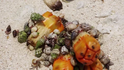 Hermit Crabs Eating Hala Fruit, 4K Video stock 335874338