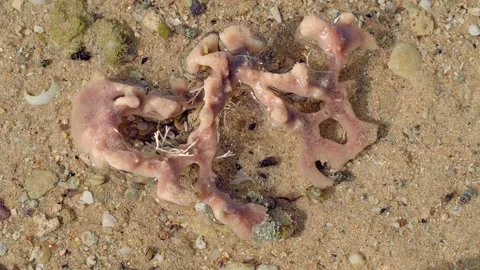 Hermit Crabs Exploring Pink Marine Sponge on Tropical Shore 動画素材 337092423