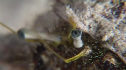 Hermit crabs eyes macro, Red Sea, Egypt Video stock 54760917
