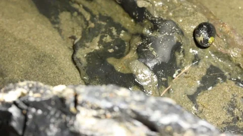 Hermit crabs falling off a rock Video stock 97924015