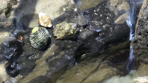 Hermit crabs falling off a rock Stock Footage 97926183