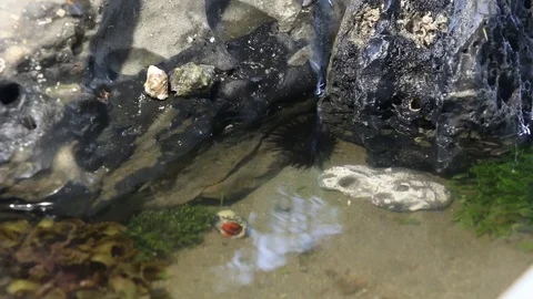 Hermit crabs falling off a rock Video stock 97926218