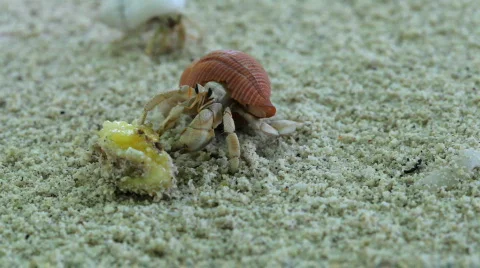 Hermit crabs feeding Stock Footage 664732