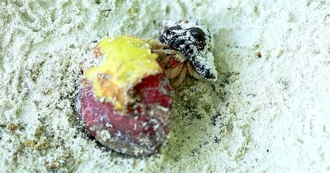 Hermit Crabs Fighting For A Ripe Fruit Stock Footage 88618334