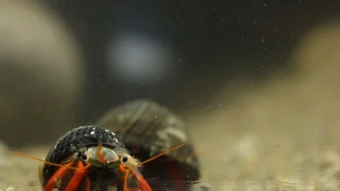 Hermit crabs fighting for shells Video stock 97922988