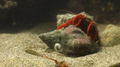 Hermit crabs fighting for shells Stock-Footage 97923250