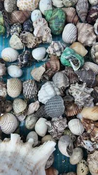Hermit crabs finding refuge and protection inside diverse collection of Stock Photos
