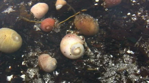 Hermit crabs Stock-Footage 83321