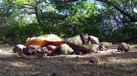 Hermit crabs Видео 25620892