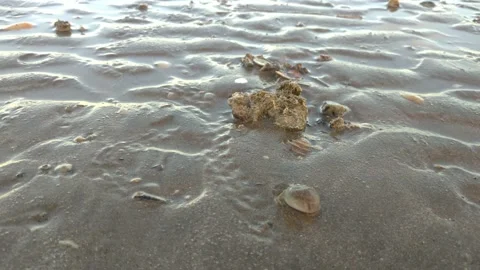 Hermit crabs 库存影片 134295812