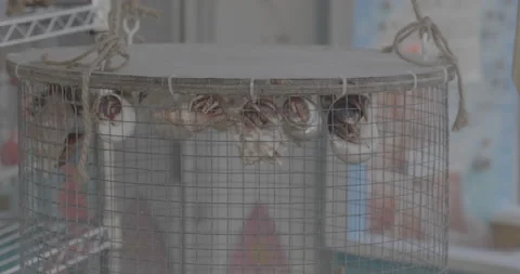 Hermit Crabs Stock-Footage 168110952