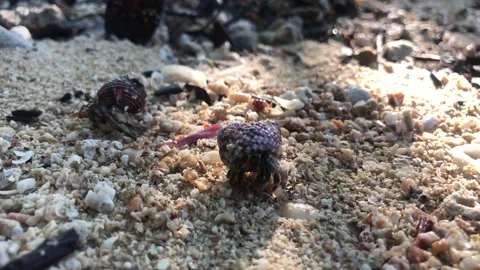 Hermit crabs Stock Footage 233248051
