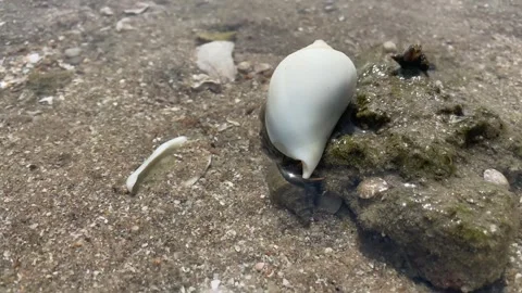 Hermit crabs Video stock 242437441