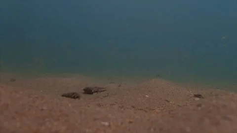 Hermit crabs gathering around bottom fish Stockbeeldmateriaal 155570288