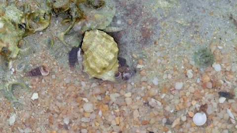 Hermit Crabs Gathering Around Large Shell in Shallow Tide Pool Stock Footage 336435759
