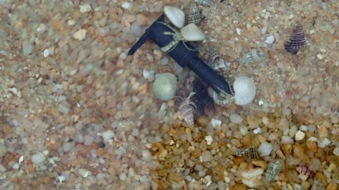 Hermit Crabs Gathering Around Plastic Debris on Sandy Seabed Macro Close Up Video stock 336369218