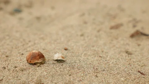 Hermit crabs hiding in shells crawling across sandy beach in close up view. Stock Footage 338397586