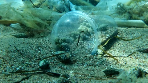 Hermit crabs hitting trapped inside plastic cocktail cup lies on the seabed Stock Footage 138267668