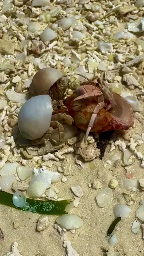 Hermit Crabs Interact on Coral Beach Video stock 313526560