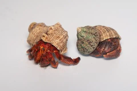 Hermit crabs isolated on white background with selective focus. Hermit crabs are Stock Photos