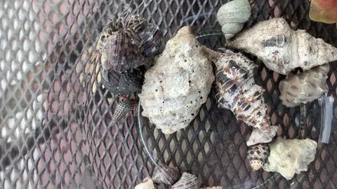 Hermit Crabs in Jar Stock Footage 251383563