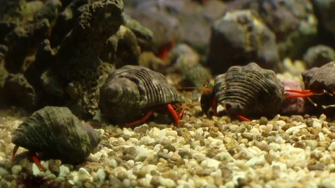 Hermit crabs in a laboratory experimental tank, marine biology Stock Footage 97919791