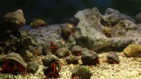 Hermit crabs in a laboratory experimental tank Stock Footage 97919911