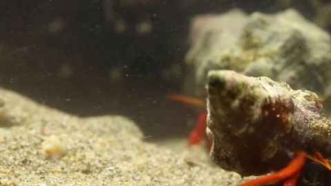 Hermit crabs in a laboratory experimental tank, marine biology Stock Footage 97921748