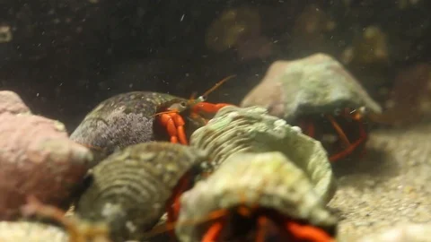 Hermit crabs in a laboratory experimental tank, marine biology Stock Footage 97921843