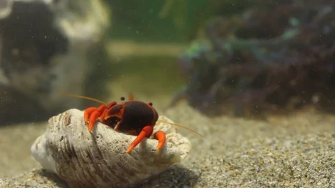 Hermit crabs in a laboratory experimental tank, marine biology Stock Footage 97926287