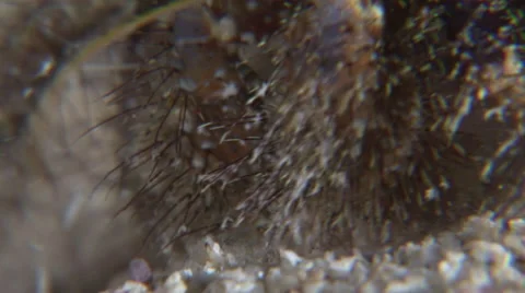 Hermit crab's legs foraging, Macro, Red Sea, Egypt Stock Footage 57919351