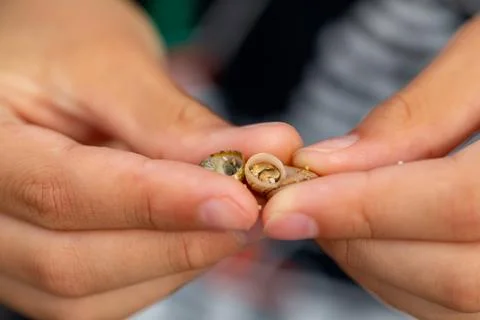 Hermit crabs that live in small shells Stock Photos